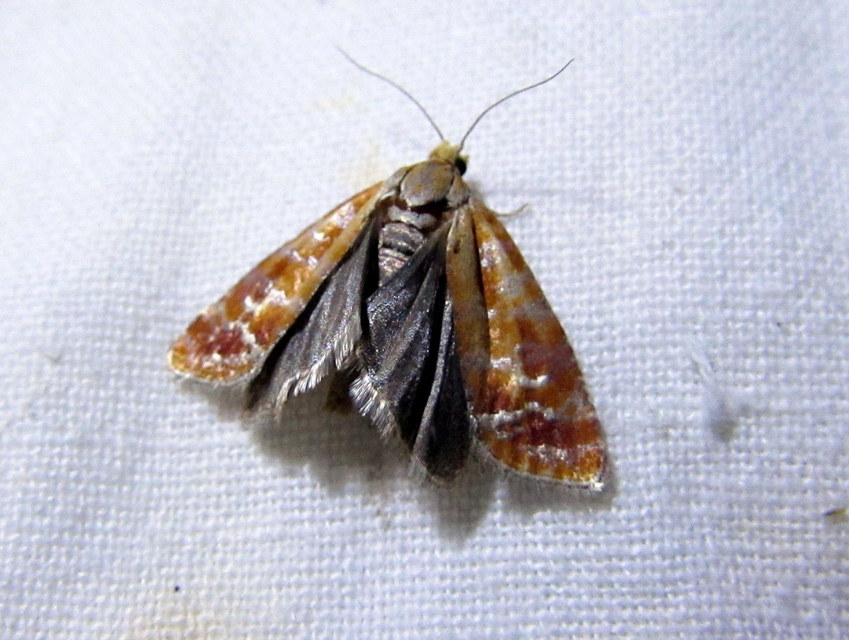 Rhyacionia