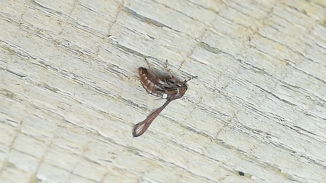 Microsphecia brosiformis - folyófűszitkár