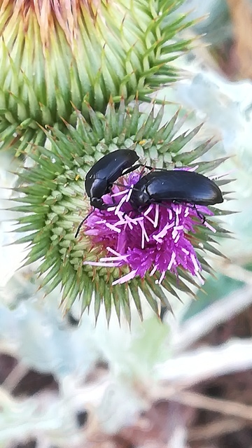 Podonta nigrita - szerecsenbogár