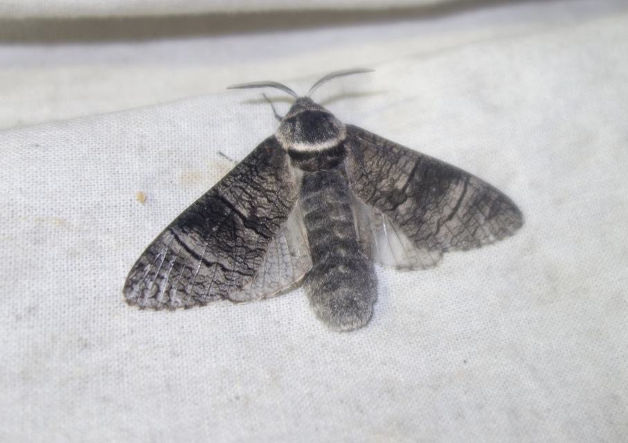 Acossus terebra - nyárfarontólepke