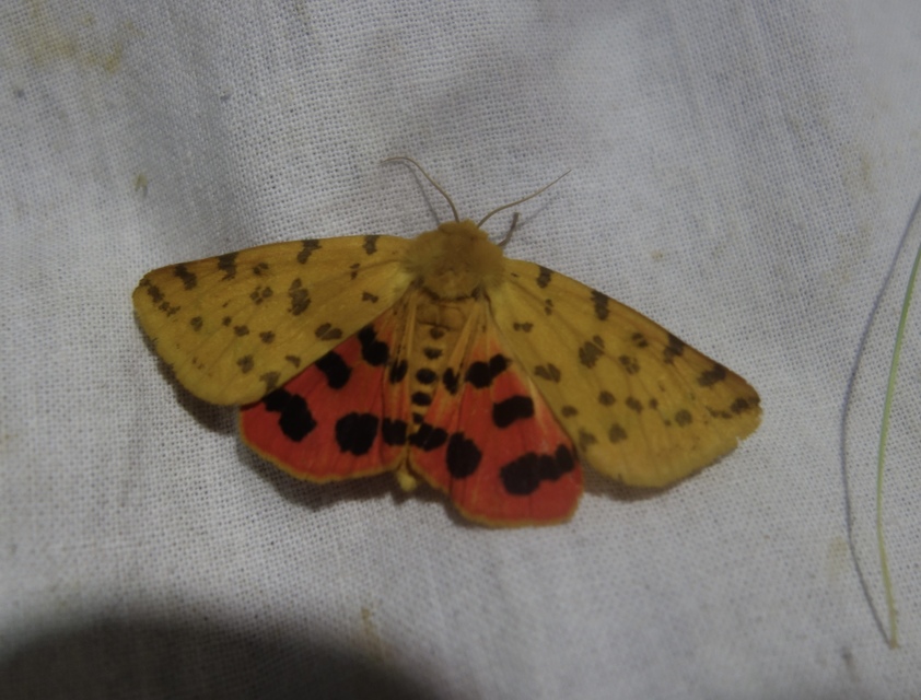 Rhyparia purpurata - bíborszínű medvelepke