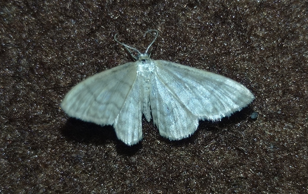 Idaea dilutaria - napvirág-apróaraszoló