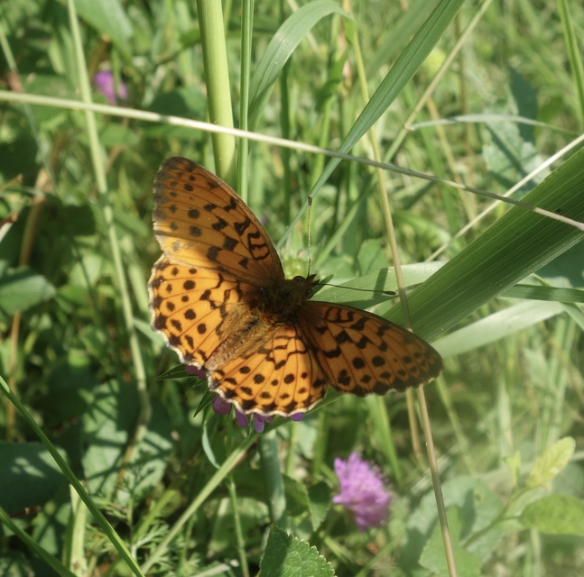 Brenthis daphne - málna-gyöngyházlepke