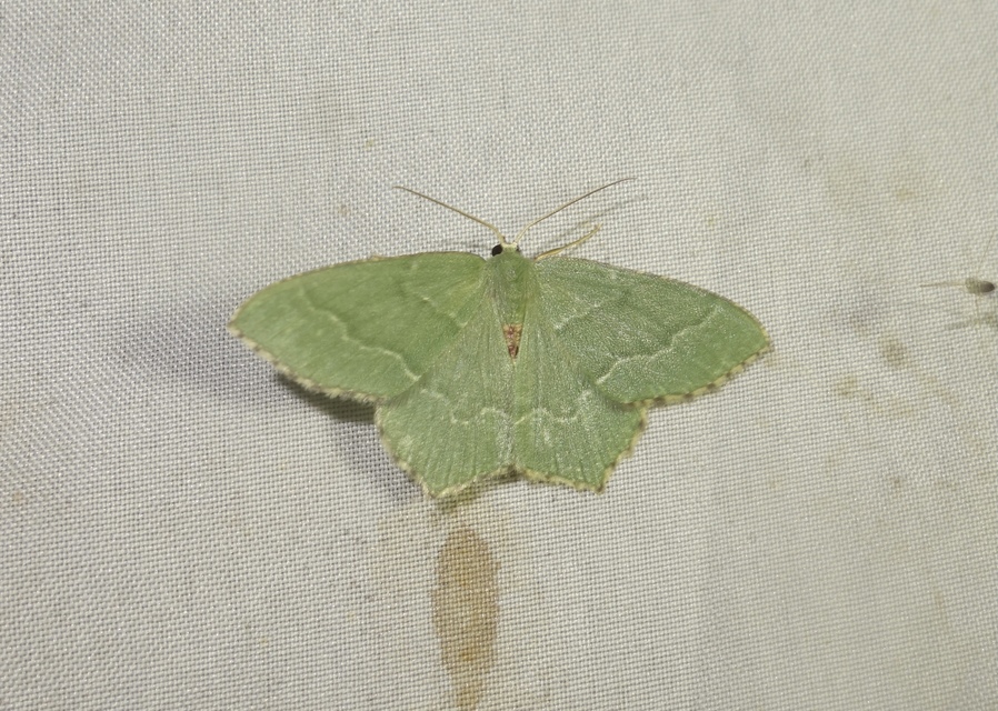 Hemithea aestivaria - nyír-zöldaraszoló