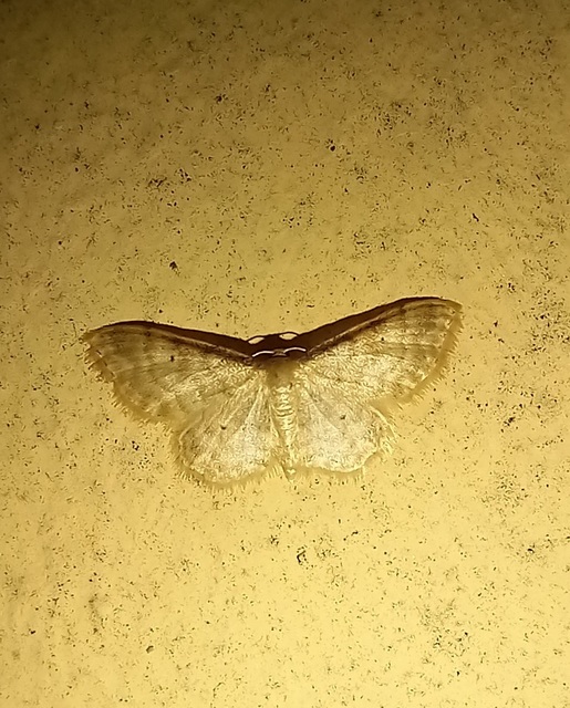 Idaea fuscovenosa - szürkeszélű apróaraszoló