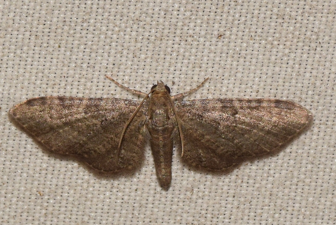 Eupithecia addictata - ázsiai törpearaszoló