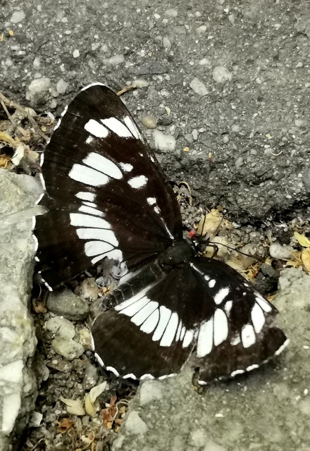 Neptis rivularis - nagy fehérsávoslepke