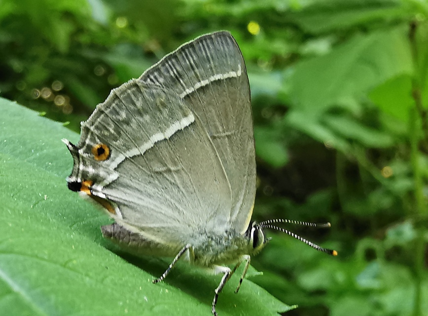 Neozephyrus quercus - tölgyfalepke
