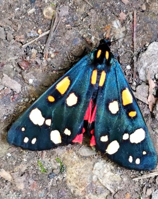 Callimorpha dominula - fémes medvelepke