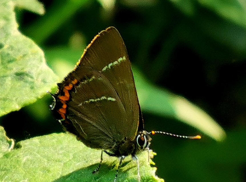 Satyrium w-album - szilfa-csücsköslepke
