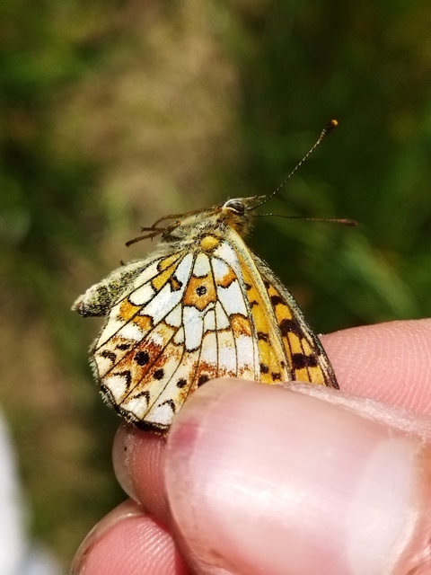 Boloria selene - fakó gyöngyházlepke