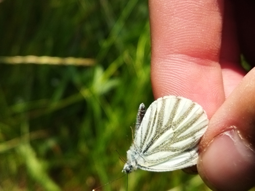 Pieris bryoniae - hegyi fehérlepke