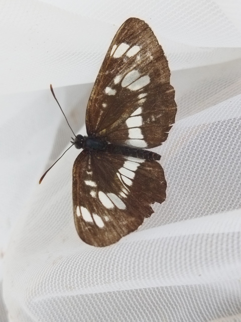 Neptis rivularis - nagy fehérsávoslepke