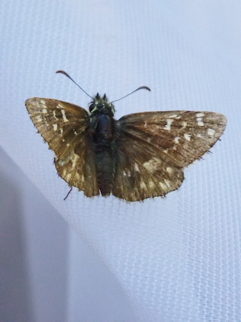 Pyrgus armoricanus - feles busalepke