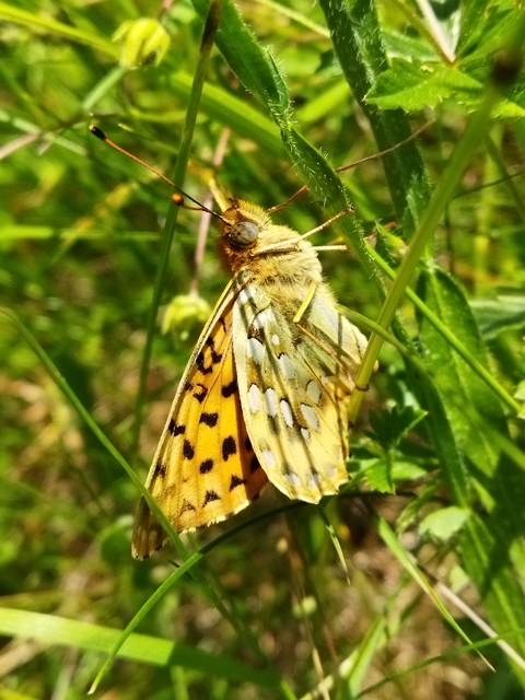 Argynnis aglaja - kerekfoltú gyöngyházlepke