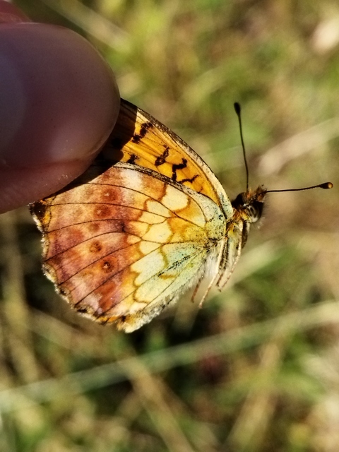 Brenthis daphne - málna-gyöngyházlepke