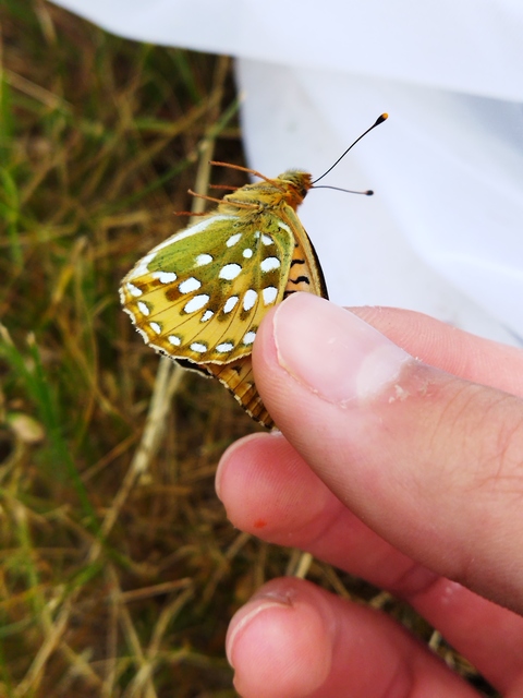 Argynnis aglaja - kerekfoltú gyöngyházlepke