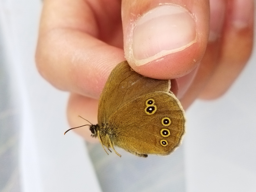 Aphantopus hyperanthus - közönséges ökörszemlepke