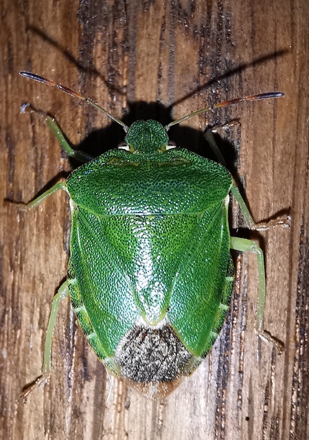 Palomena prasina - zöld bogyómászó-poloska Palomena prasina - zöld bogyómászó-poloska