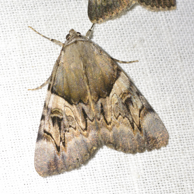 Catocala fulminea - galagonya-övesbagoly