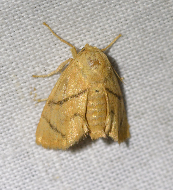 Apoda limacodes - kagylólepke