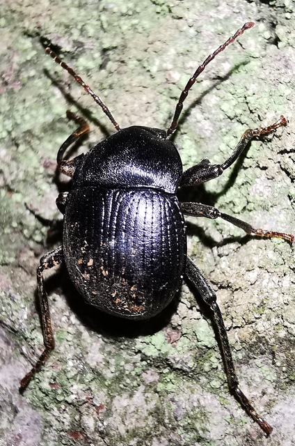 Accanthopus velikensis