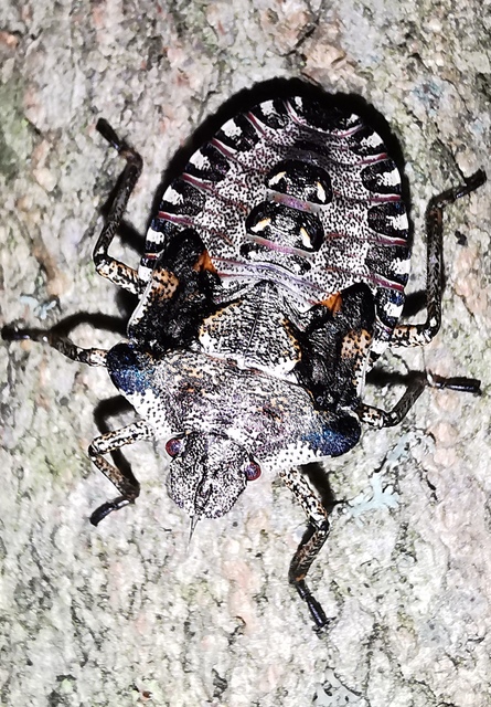 Pentatoma rufipes - vöröslábú címerespoloska Pentatoma rufipes - vöröslábú címerespoloska