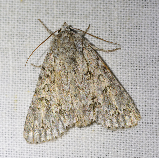 Acronicta aceris - vadgesztenye-szigonyosbagoly
