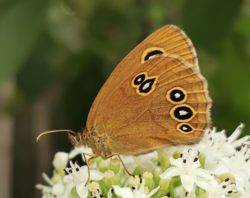Aphantopus hyperanthus - közönséges ökörszemlepke
