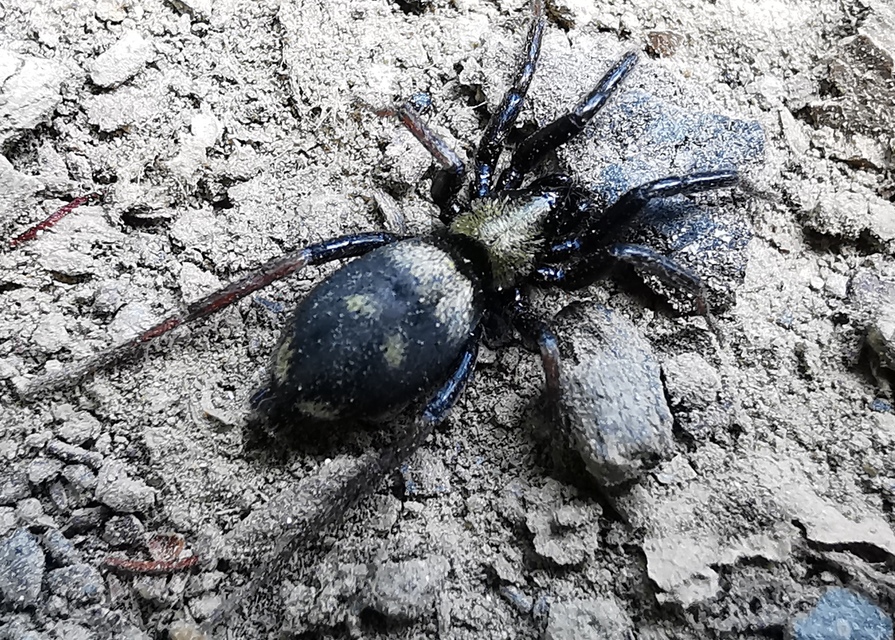 Callilepis schuszteri - vonalas kövipók