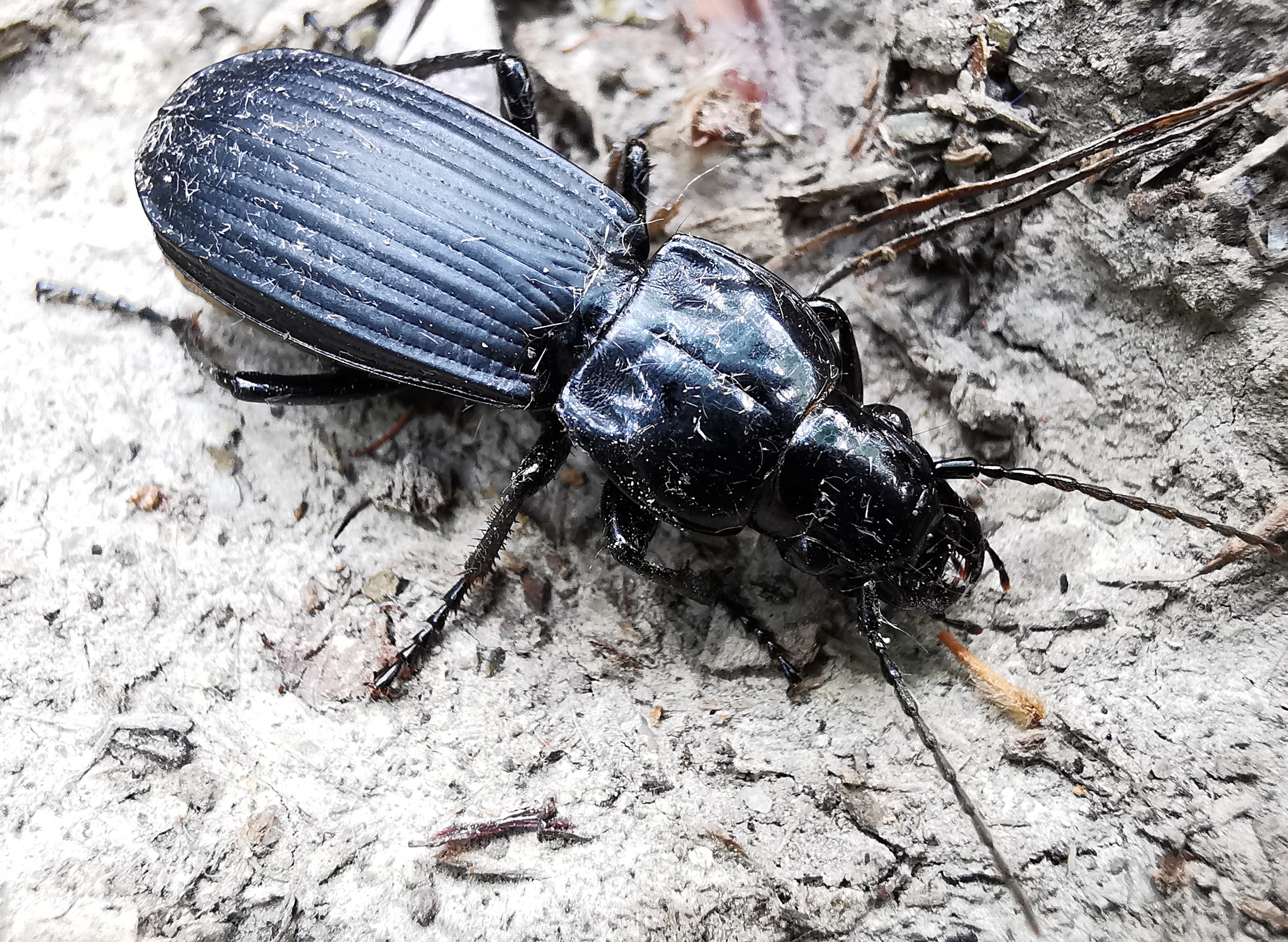Abax schueppeli rendschmidtii - kárpáti szélesfutó