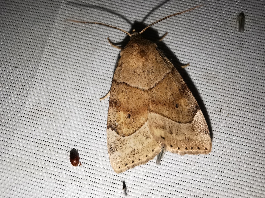 Cosmia trapezina - közönséges lombbagoly