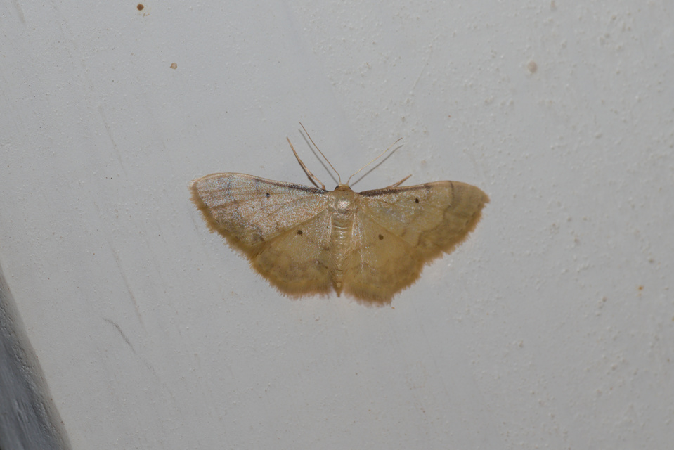 Idaea politaria - vonalas apróaraszoló