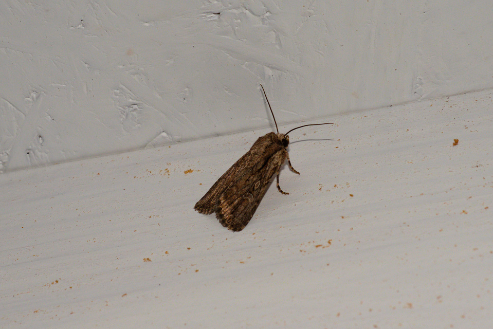 Dichagyris signifera - pompás földibagoly