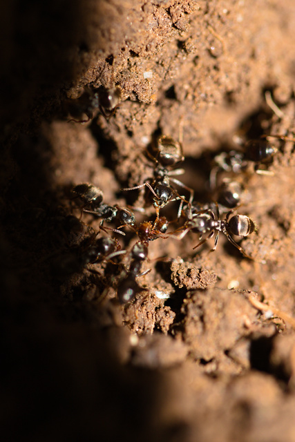 Lasius bombycina - pusztai feketehangya