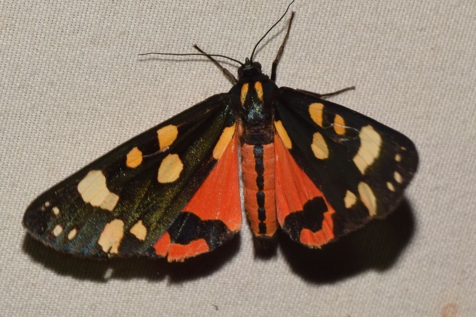 Callimorpha dominula - fémes medvelepke