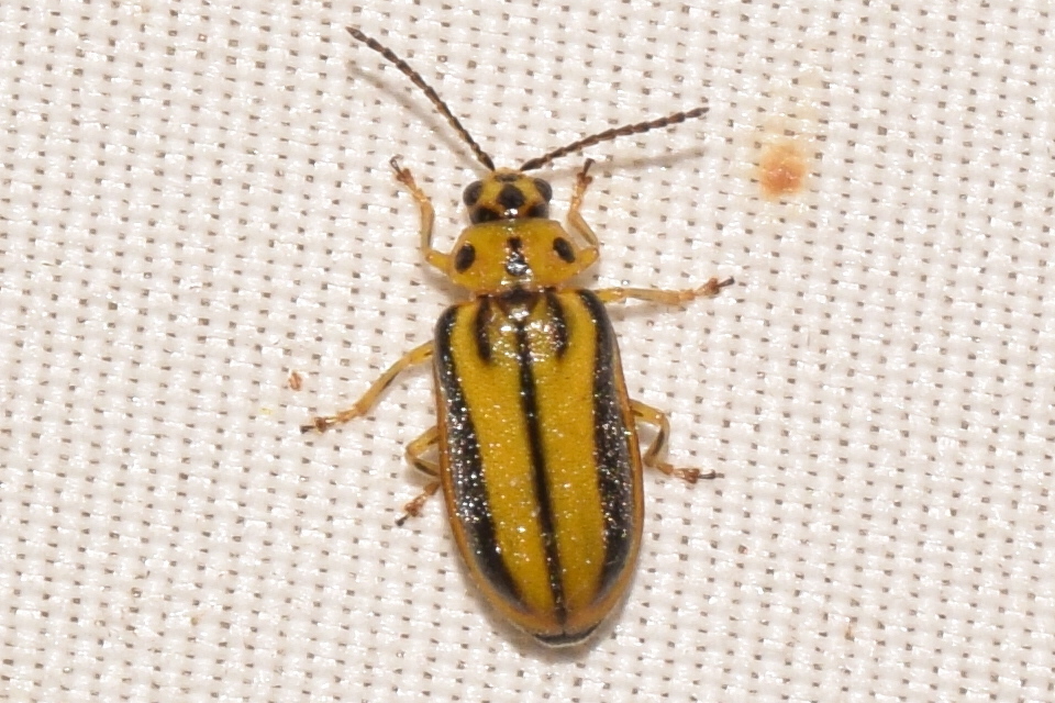 Xanthogalerucella luteola - szilfa-olajosbogár