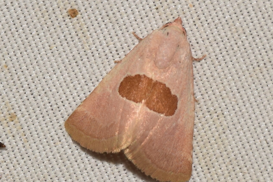 Calymma communimacula - pajzstetűfaló bagoly