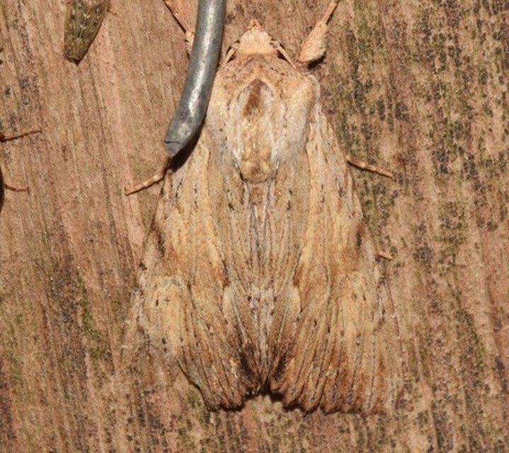 Apamea lithoxylaea - fakó dudvabagoly