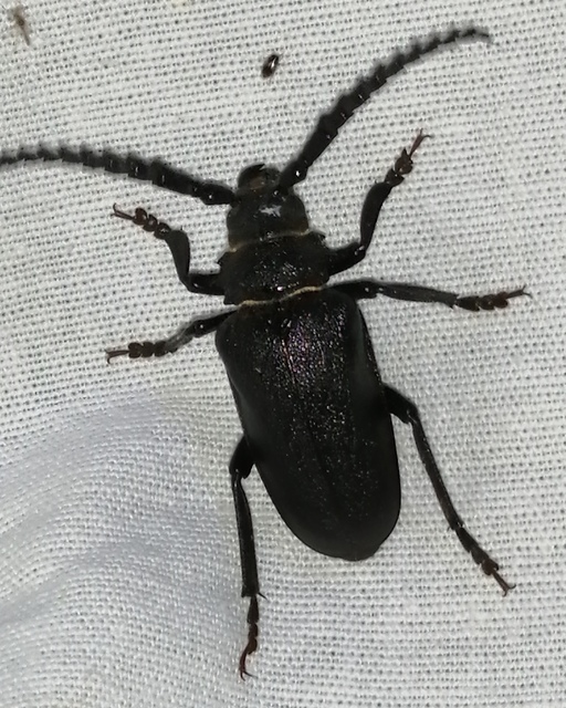Prionus coriarius - csőszcincér