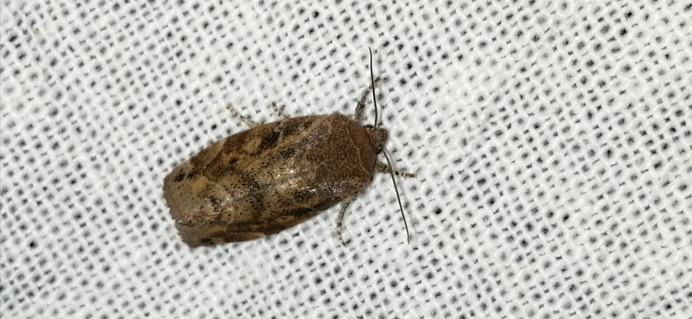 Cosmia affinis - barna lombbagoly