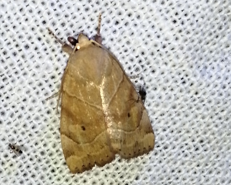 Cosmia trapezina - közönséges lombbagoly