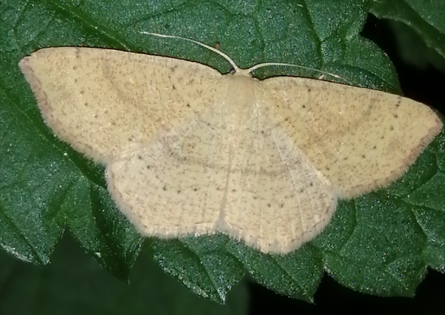 Cyclophora ruficiliaria - vörösrojtú pettyesaraszoló