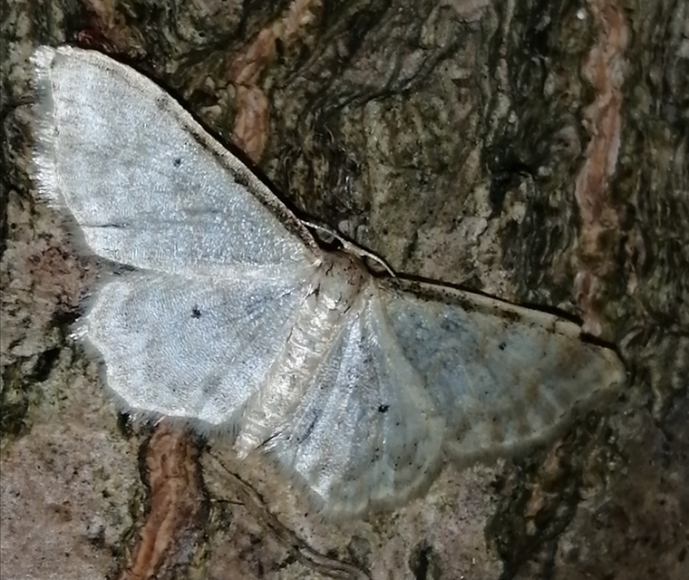 Idaea fuscovenosa - szürkeszélű apróaraszoló