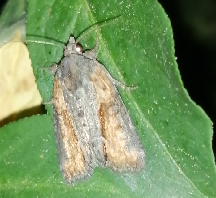 Bryophila raptricula/felina