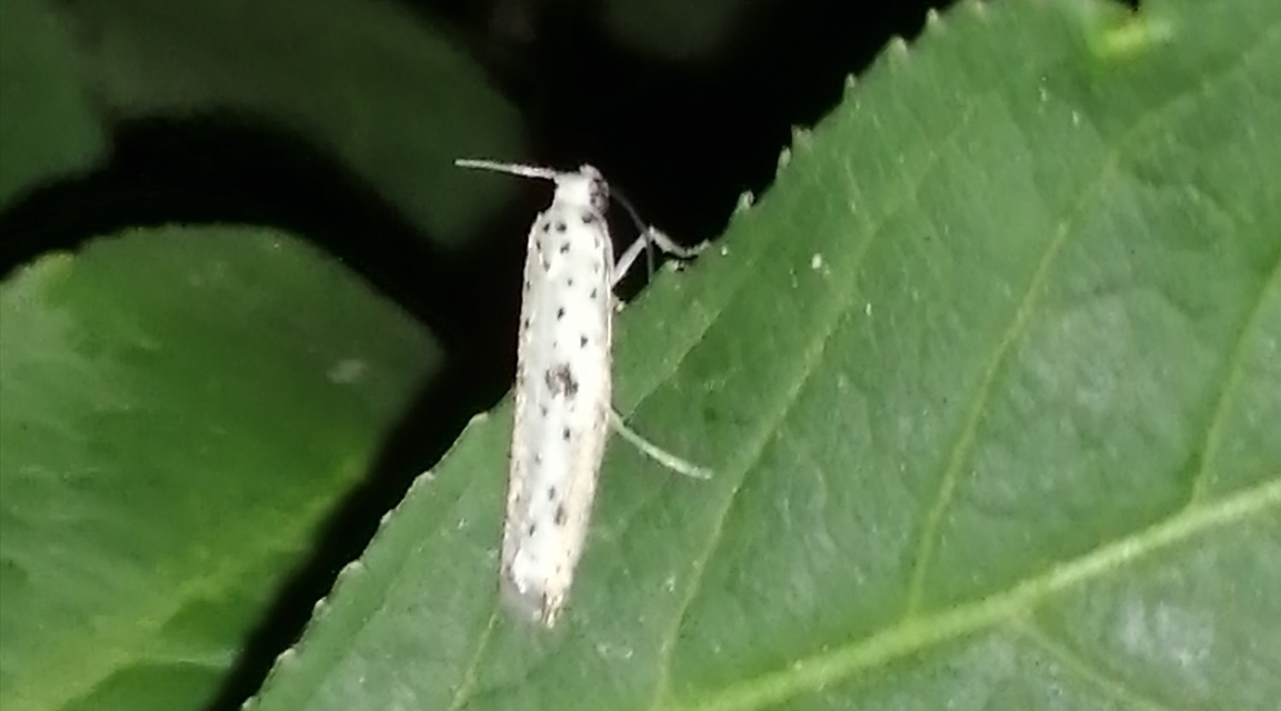 Yponomeuta plumbella - pókhálós bengemoly