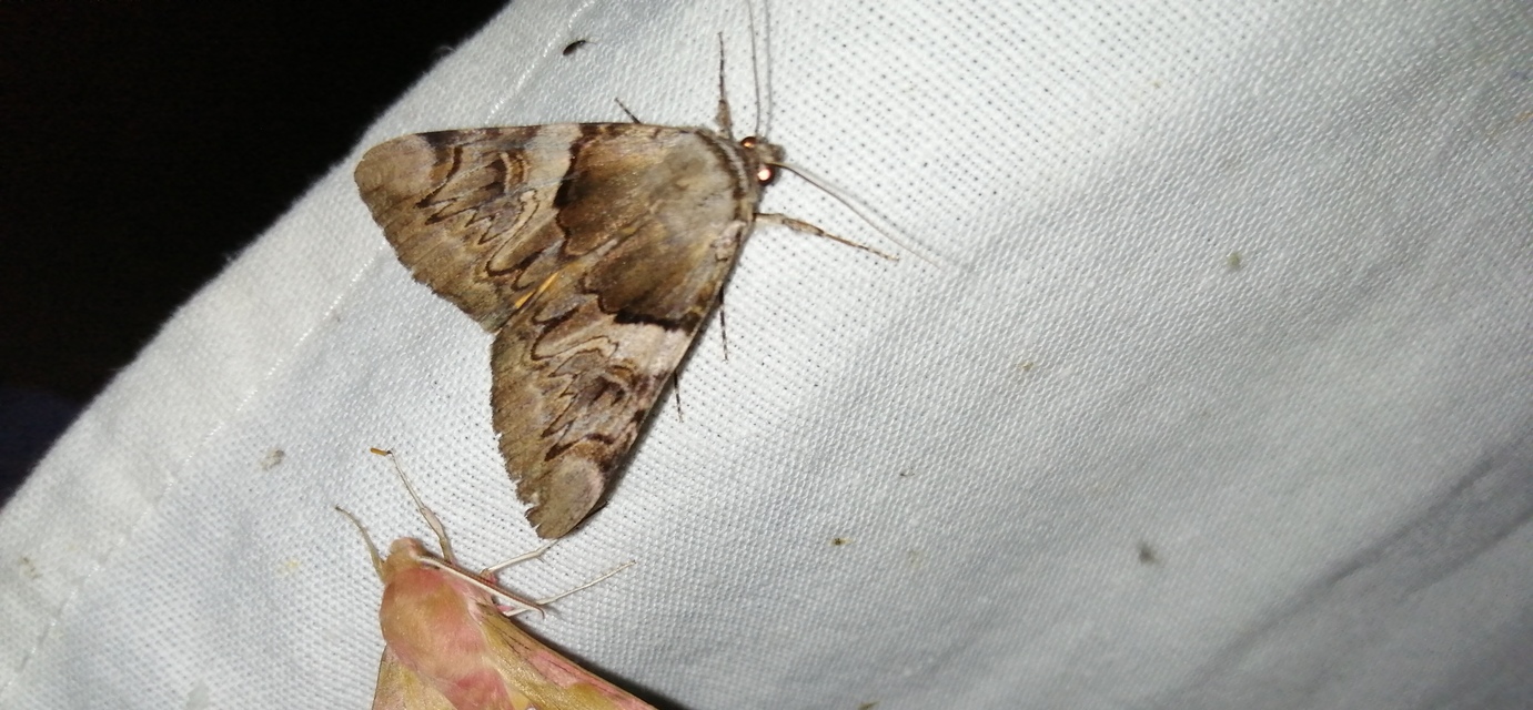 Catocala fulminea - galagonya-övesbagoly