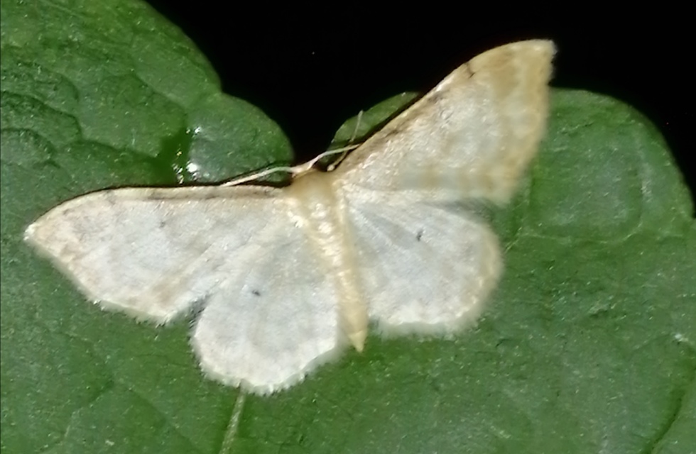 Idaea fuscovenosa - szürkeszélű apróaraszoló