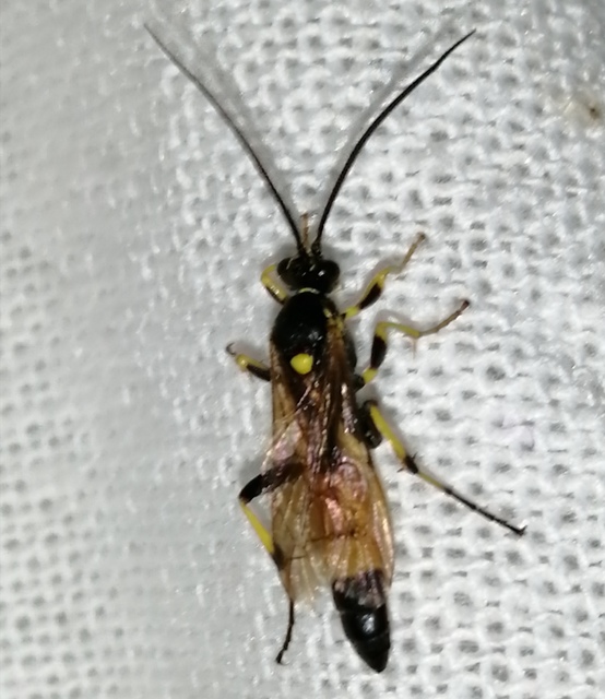 Amblyteles armatorius - fűbagolyfürkész