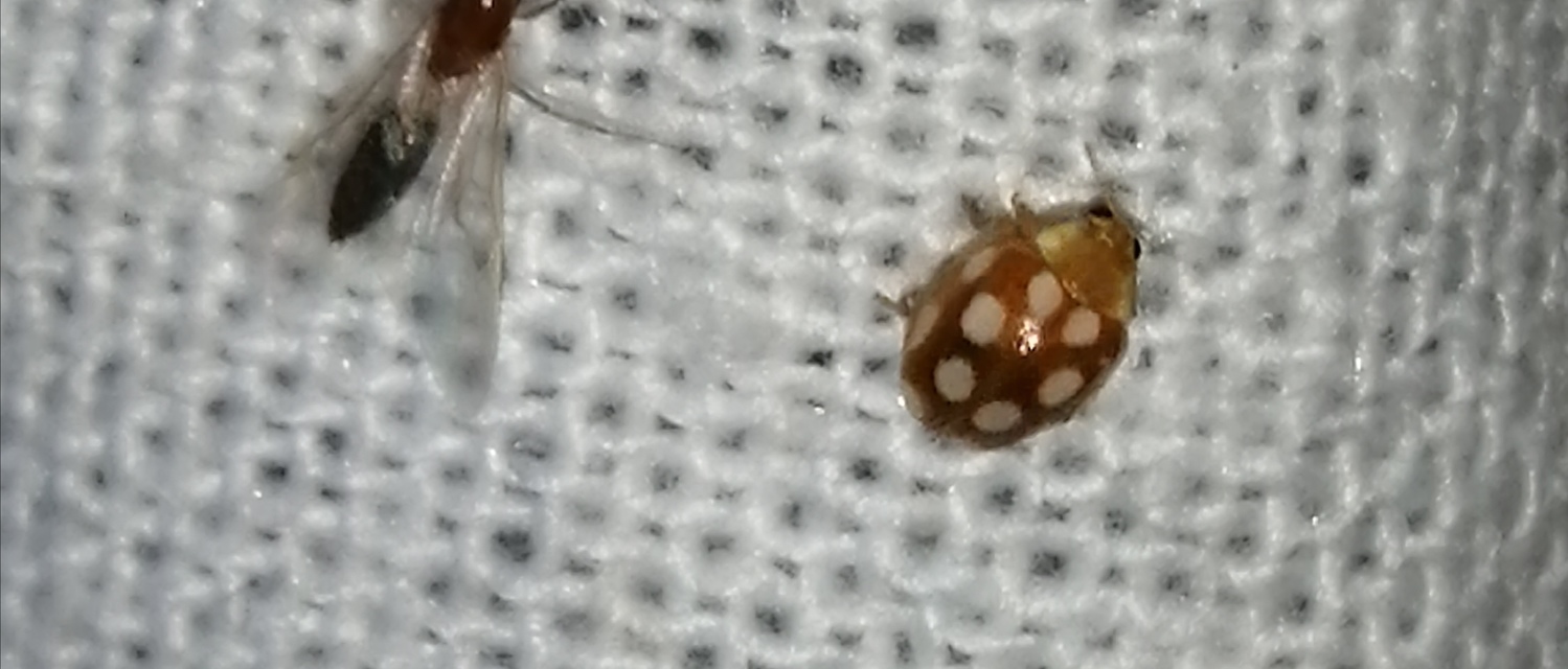 Vibidia duodecimguttata - tizenkétcseppes füsskata